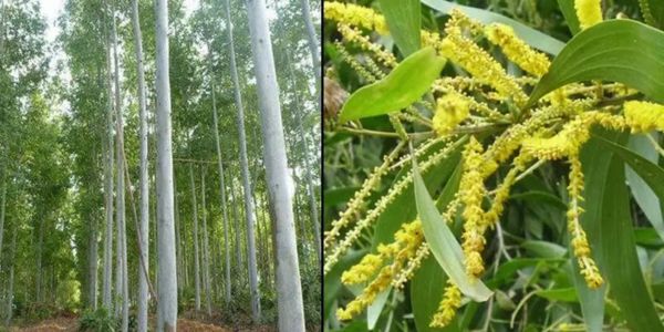 দেশে ২ গাছের চারা রোপণ, উত্তোলন ও বিক্রয় নিষিদ্ধ